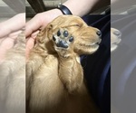 Small #9 Golden Retriever