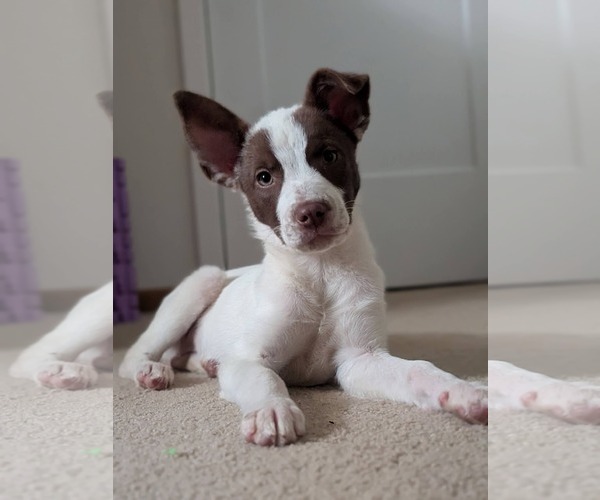 Medium Photo #2 Mutt Puppy For Sale in Fenton, MO, USA