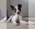 Small #1 Mutt