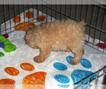 Small Photo #6 Poodle (Toy) Puppy For Sale in ORO VALLEY, AZ, USA