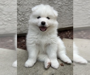 Samoyed Puppy for sale in SACRAMENTO, CA, USA
