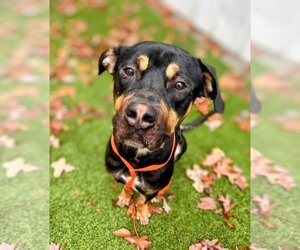 Rottweiler-Unknown Mix Dogs for adoption in columbia, SC, USA