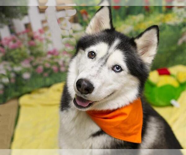 Medium Photo #3 Siberian Husky Puppy For Sale in Placerville, CA, USA