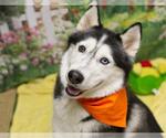 Small #2 Siberian Husky