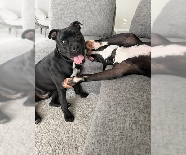 Medium Photo #5 American Bulldog-Unknown Mix Puppy For Sale in Sanford, FL, USA