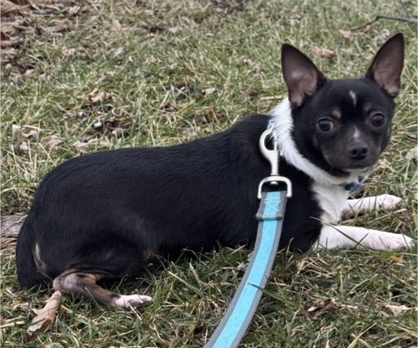 Medium Photo #2 Chihuahua Puppy For Sale in CANOGA, NY, USA