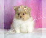 Puppy Ginger AKC Pomeranian