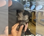 Small #4 F2 Aussiedoodle