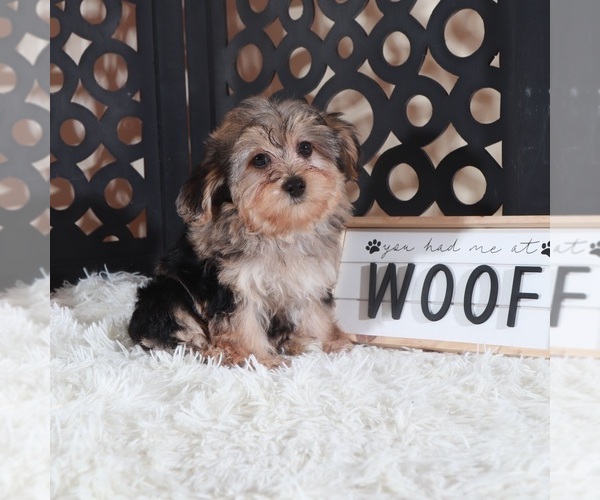 Medium Photo #1 YorkiePoo Puppy For Sale in MOUNT VERNON, OH, USA