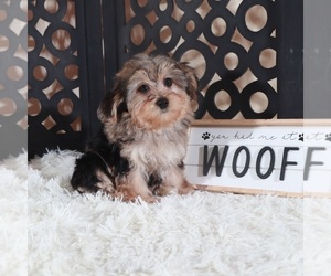 YorkiePoo Puppy for sale in MOUNT VERNON, OH, USA
