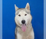 SIMBA - Male Siberian Husky Dog for Adoption - Small photo