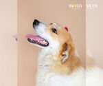 Small #6 Australian Shepherd Mix