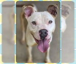Small #2 American Bulldog-American Staffordshire Terrier Mix