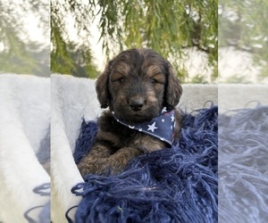 Medium Goldendoodle