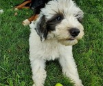 Small #5 Bernedoodle (Miniature)