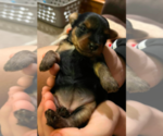 Small Photo #12 Yorkshire Terrier Puppy For Sale in OLATHE, KS, USA