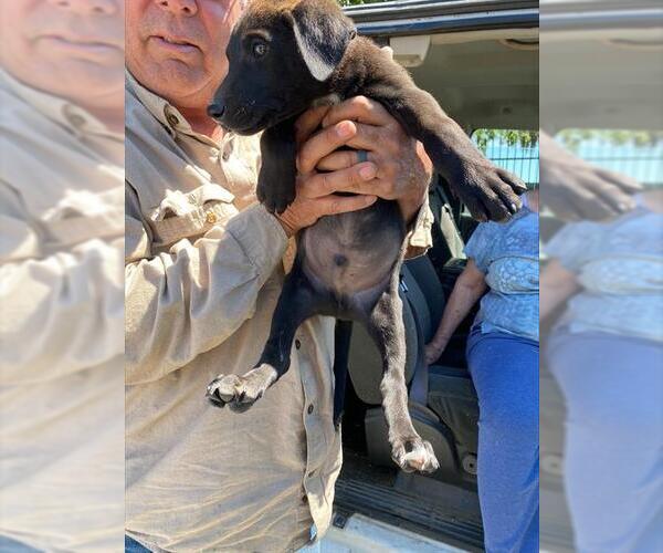 Medium Photo #1 Labrador Retriever-Unknown Mix Puppy For Sale in Stockton, CA, USA
