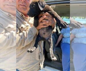 Labrador Retriever-Unknown Mix Dogs for adoption in Stockton, CA, USA