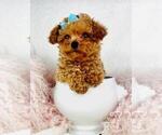 Small #8 Poodle (Toy)