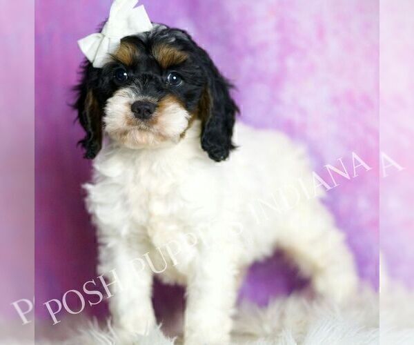 Medium Photo #3 Cavapoo (Miniature) Puppy For Sale in WARSAW, IN, USA
