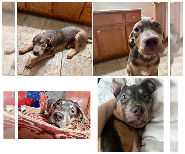 Medium Photo #1 American Bully-Catahoula Leopard Dog Mix Puppy For Sale in PLAINFIELD, IL, USA