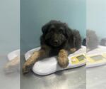 Small Mutt