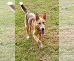 Small #3 Collie Mix