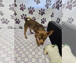 Small #1 Chihuahua Mix