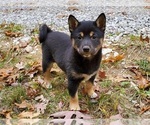 Puppy 3 Shiba Inu