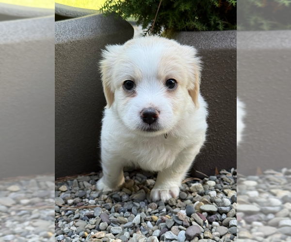 Medium Photo #1 Shih Tzu-Unknown Mix Puppy For Sale in Raleigh, NC, USA