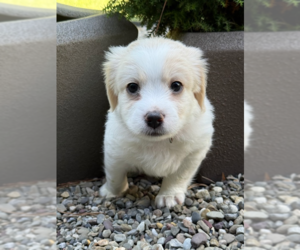 Shih Tzu-Unknown Mix Dogs for adoption in Raleigh, NC, USA