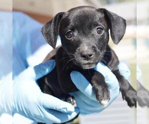 Mutt Dogs for adoption in San Antonio, TX, USA