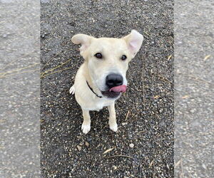 Mutt Dogs for adoption in Elmsford, NY, USA