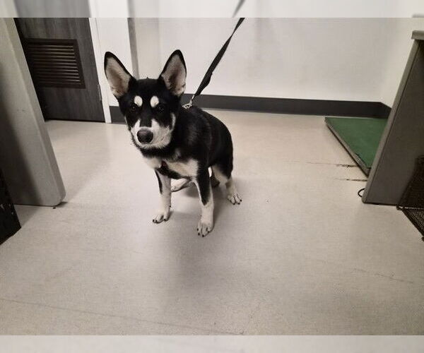 Medium Photo #1 Siberian Husky Puppy For Sale in Corona, CA, USA