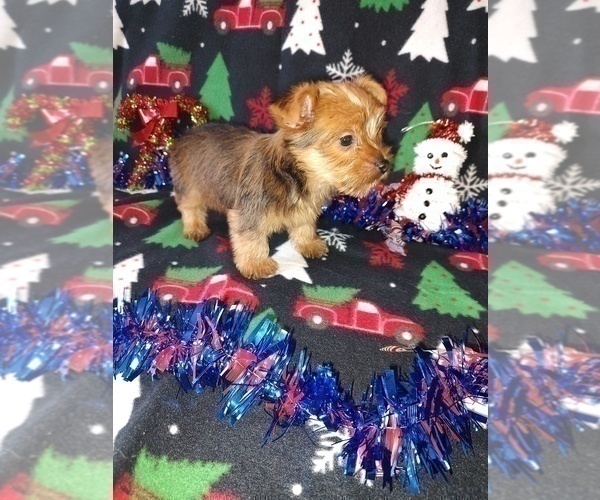 Medium Photo #6 Yorkshire Terrier Puppy For Sale in LAPEER, MI, USA
