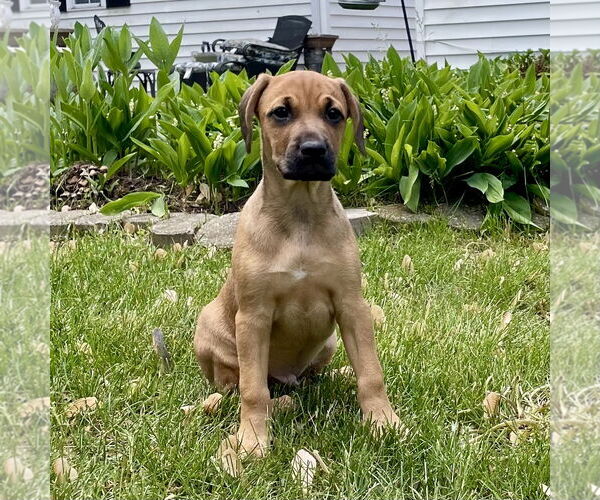Medium Photo #3 Labrador Retriever-Unknown Mix Puppy For Sale in Plainfield, IL, USA