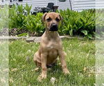 Small #2 Labrador Retriever Mix