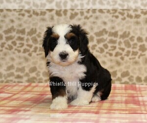 Miniature Bernedoodle Puppy for sale in DENVER, PA, USA