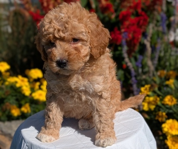 Medium Photo #7 Goldendoodle (Miniature) Puppy For Sale in GOSHEN, IN, USA