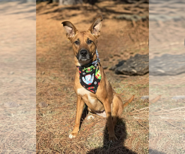 Medium Photo #1 Mutt Puppy For Sale in Holly Springs, NC, USA