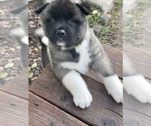 Akita Puppy for sale in SPOKANE VALLEY, WA, USA
