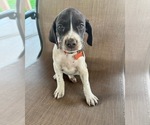 Small Photo #11 German Shorthaired Pointer Puppy For Sale in RIO LINDA, CA, USA