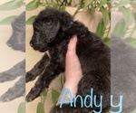 Small Photo #14 Goldendoodle-Poodle (Standard) Mix Puppy For Sale in GRESHAM, OR, USA