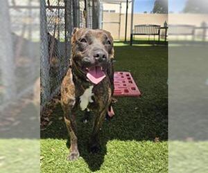 Mutt Dogs for adoption in Downey, CA, USA
