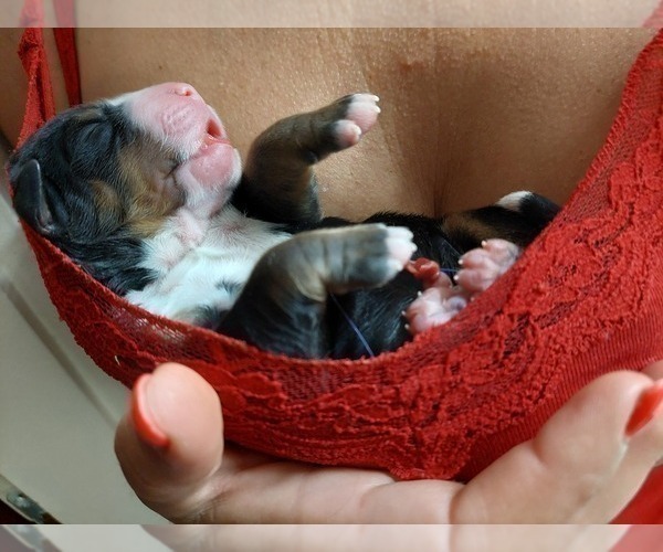 Medium Photo #2 Bernese Mountain Dog Puppy For Sale in Hatvan, Heves, Hungary