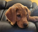 Small Photo #89 Labrador Retriever Puppy For Sale in BUFFALO, NY, USA