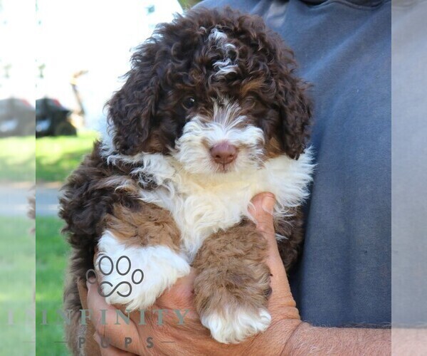 Medium Photo #2 Bernedoodle (Miniature) Puppy For Sale in NARVON, PA, USA