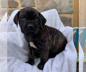 Cane Corso-Spanish Mastiff Mix Puppy for sale in GAP, PA, USA