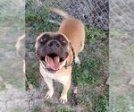 Small Photo #2 Labrador Retriever-Unknown Mix Puppy For Sale in Corpus Christi, TX, USA