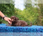 Small #19 Poodle (Toy)-YorkiePoo Mix